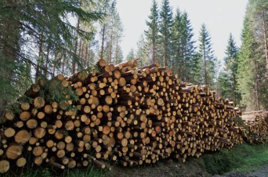 松堡王國：頂級芬蘭松鑄就孩子的美好城堡