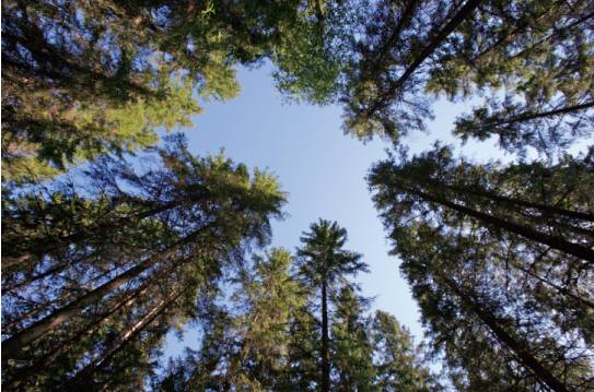松堡王國：頂級芬蘭松鑄就孩子的美好城堡