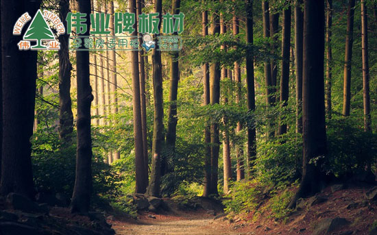 偉業牌為你講述杉木做生態板的好處 偉業牌為你講述杉木做生態板的好處