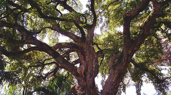 福滿地地板:專注環保20年,只為消費者創造健康家居 福滿地地板:專注環保20年,只為消費者創造健康家居