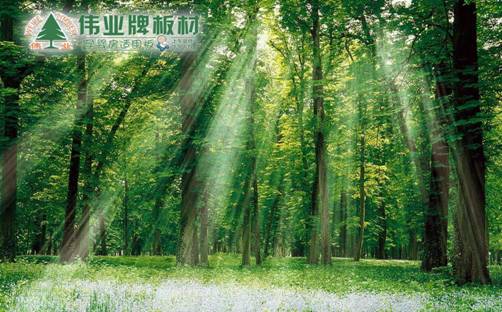 品牌產品|E0級不含甲醛的偉業牌生態板讓你安享家居生活