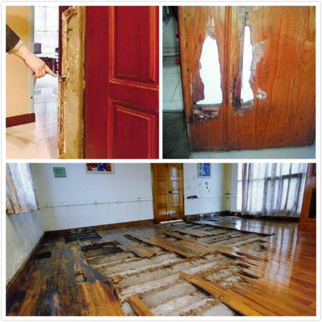 偉業牌防蟲抗蟻板成行業首創,到底妙在哪里? 偉業牌防蟲抗蟻板成行業首創,到底妙在哪里?