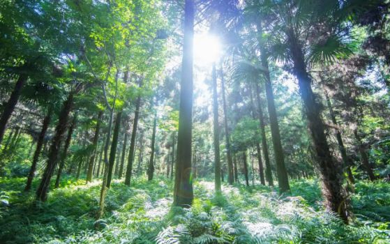 智閣環保生態板：你的健康，我們守護