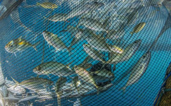 對比分析兩種主流廣告模式,顛覆你營銷思維 對比分析兩種主流廣告模式,顛覆你營銷思維