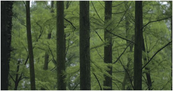 華洲木業，正在崛起的環保王國