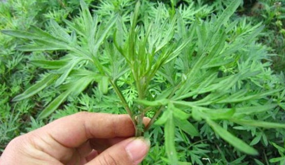 端午節(jié)還在掛艾草?不如試試空氣凈化器 端午節(jié)還在掛艾草?不如試試空氣凈化器