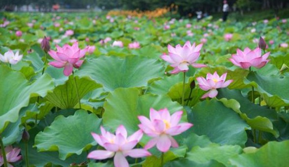 端午節(jié)還在掛艾草?不如試試空氣凈化器 端午節(jié)還在掛艾草?不如試試空氣凈化器