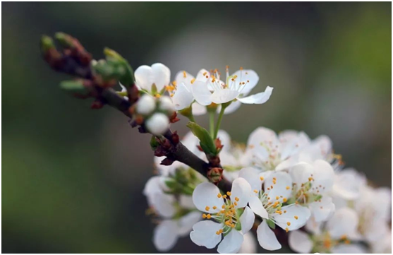春困不期而遇,尚悅家居呵護你的春眠美夢